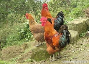 国产插鸡,创新科技引领农业现代化新篇章